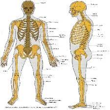پاورپوینت فصل دوم اسکلت بدن انسان