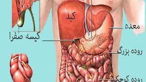 اسلاید آموزشی با عنوان موضوع نوشته های قرآن درباره ی بدن انسان